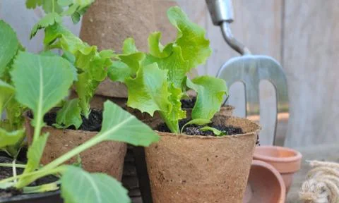Seedling lettuce Stock Photos