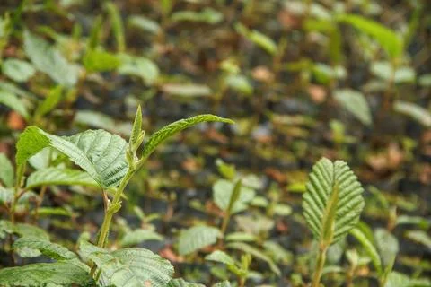 Seedling of native Andean plants, queuña, qhishuar, aliso Stock Photos