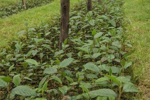 Seedling of native Andean plants, queuña, qhishuar, aliso Stock Photos
