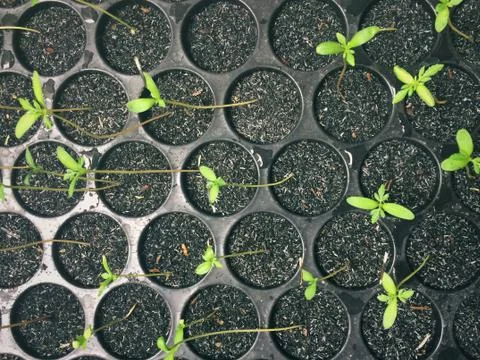 Seedling nursery Foto stock