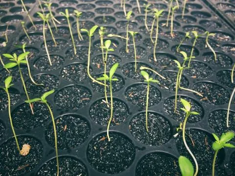 Seedling nursery Foto stock