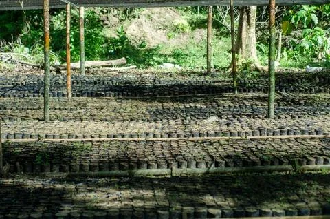 Seedling Nursery Rows Under Protective Canopy Outdoor Farm Stock Photos