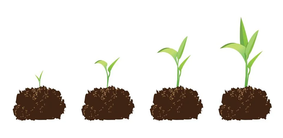 Seedling or germination Illustration