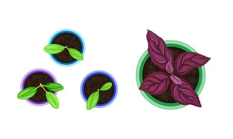 Seedling or Young Plant Growing in Plastic Pot or Box Above View Vector Set Illustration