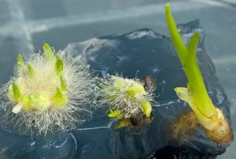 Seedling orchids Stock Photos