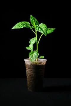 Seedling pepper on a black background Stock Photos
