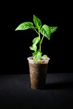 Seedling pepper on a black background Stock Photos