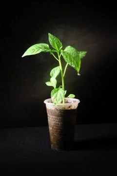 Seedling pepper on a black background Foto stock
