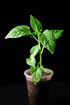 Seedling pepper on a black background Stock Photos