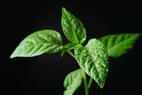 Seedling pepper on a black background Stock Photos