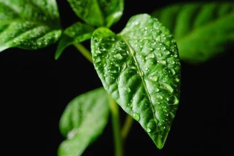 Seedling pepper on a black background Stock Photos
