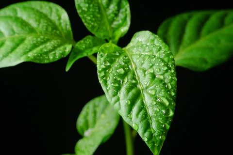 Seedling pepper on a black background Stock Photos