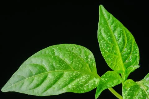 Seedling pepper on a black background Stock Photos