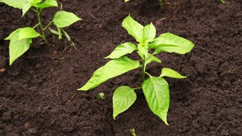 Seedling of pepper outdoor Stock Footage 131565128