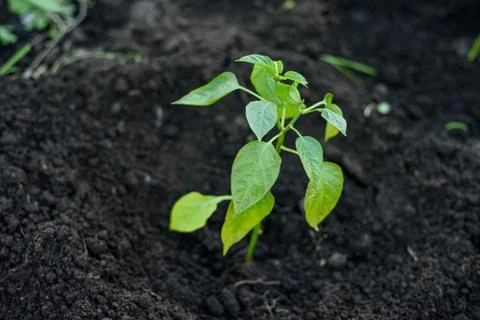 Seedling of the pepper planted in the ground Stock Photos