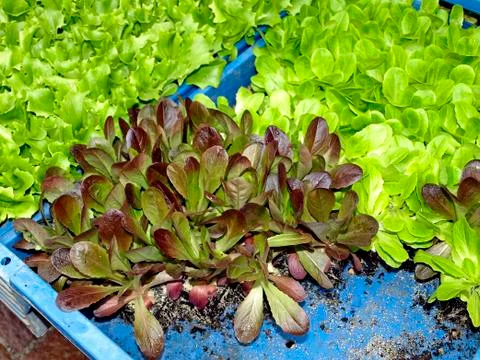 Seedling Stock Photos