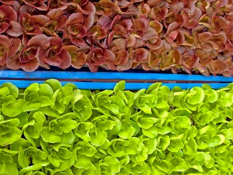 Seedling Stock Photos