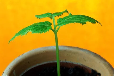 Seedling Stock Photos