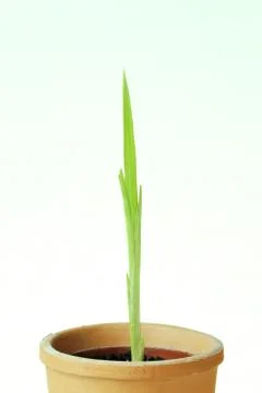 Seedling Stock Photos