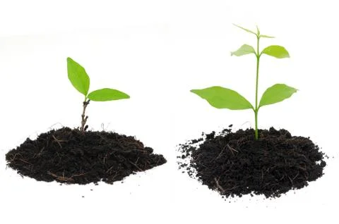 Seedling Stock Photos