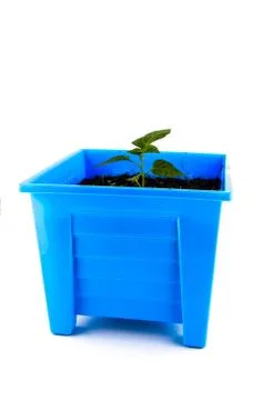 Seedling Stock Photos