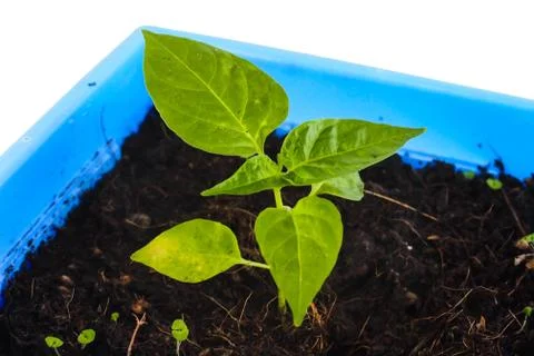 Seedling Stock Photos