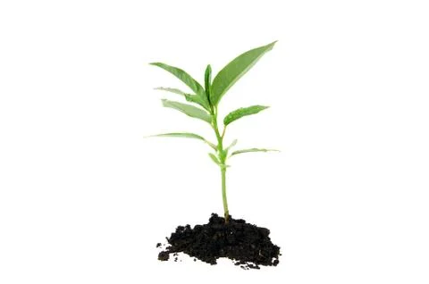 Seedling Stock Photos