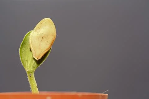 Seedling Stock Photos