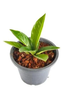 Seedling Stock Photos