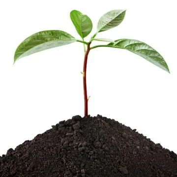 Seedling Stock Photos