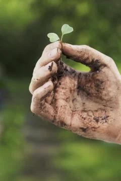 Seedling Stock Photos