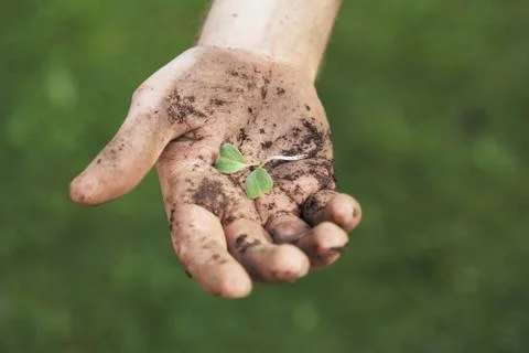 Seedling Stock Photos