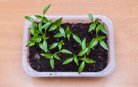 Seedling Stock Photos