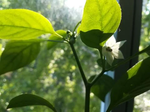 Seedling. Foto stock