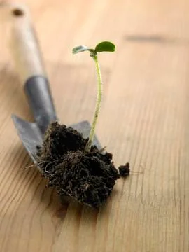 Seedling 스톡 사진