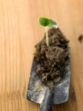 Seedling 스톡 사진