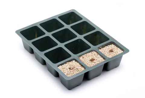 Seedling pinsapo Stock Photos