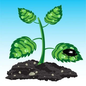 Seedling of the plant Illustration