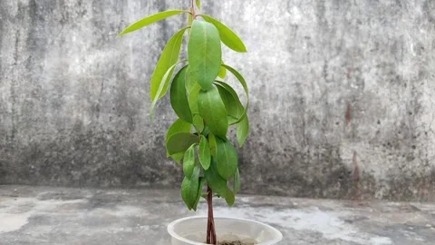 Seedling plant of Java plum growing in disposal glass. Syzygium cumini Malabar  Video stock 253175944