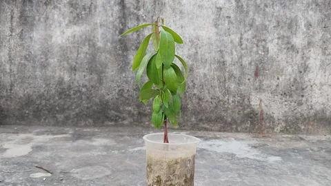Seedling plant of Java plum growing in disposal glass. Syzygium cumini Malabar  Vídeo Stock 253175960