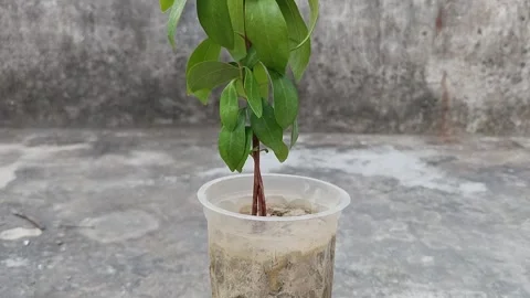 Seedling plant of Java plum growing in disposal glass. Syzygium cumini Malabar  Vídeo Stock 253175963