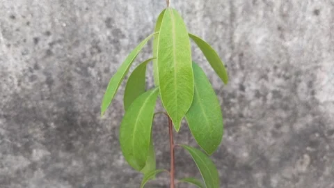 Seedling plant of Java plum growing in seeds pot. Video stock 253234473
