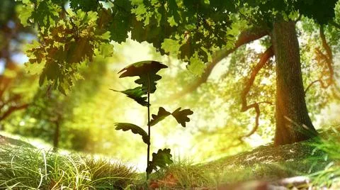 Seedling plant under oak tree. Beautiful nature in golden light. CGI and photo Stock Illustration