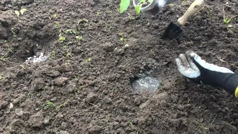 Seedling, Planting a young plant in open ground, Spring agrarian season Stock Footage 147104792