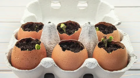 Seedling plants of cucumber in eggshells. Eco gardening. Reuse. Concept of Stock Footage 146983175