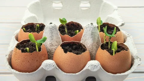 Seedling plants of cucumber in eggshells. Stock Footage 148773512
