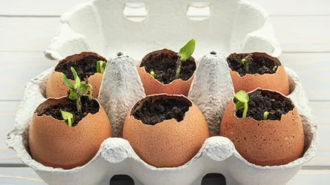 Seedling plants of cucumber in eggshells. Stock Footage 151503832
