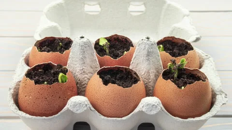 Seedling plants of cucumber in eggshells. Stock Footage 161067138