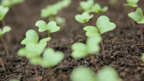 Seedling plants Video stock 11344747