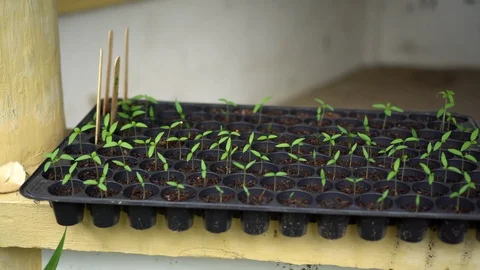 Seedling Plants in Planters Stock Footage 92884905